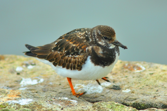 12 02 15_1592_edited-1.jpg - TURNSTONE - POOLE PARK, DOREST - 12.2.15
